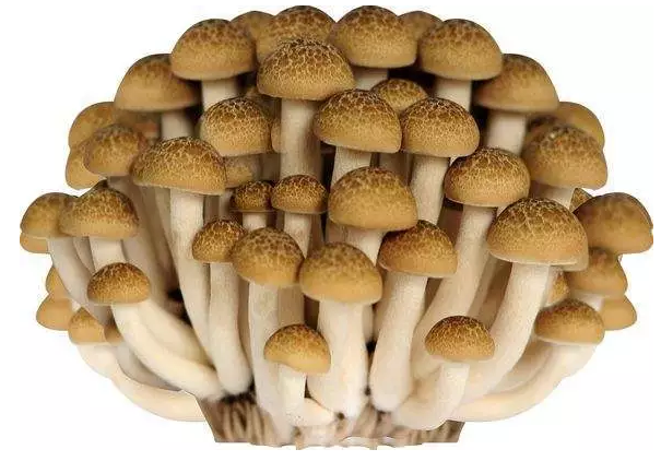 http://www.gphgsg.com/ewebeditor/uploadfile/20170914091421667001.png