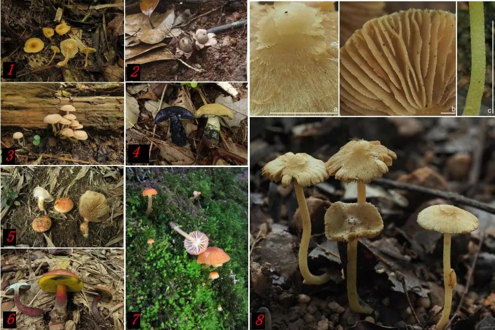 圖片關(guān)鍵詞