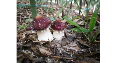 行業動態